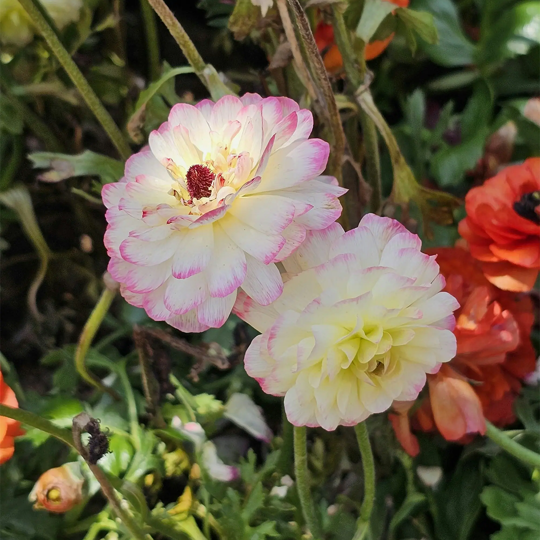 How to Grow Ranunculus