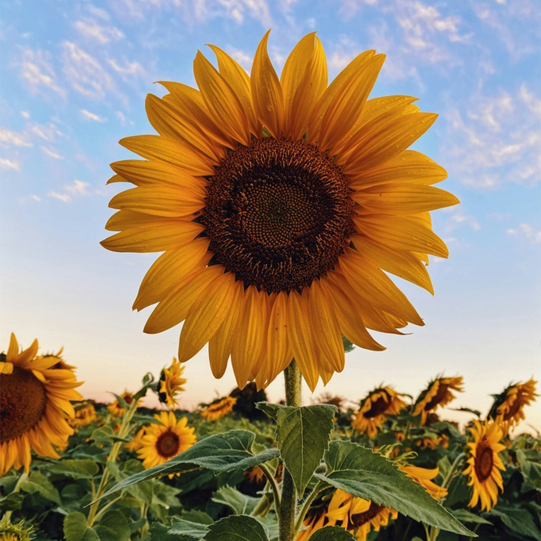 Exploring the Different Types of Sunflowers