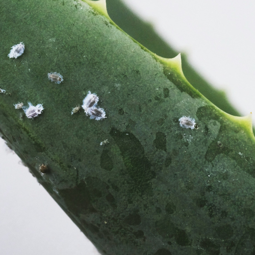 How to Get Rid of Mealybugs