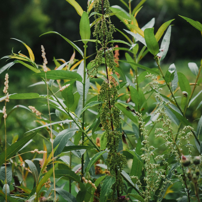 The Ultimate Guide to Weed Control