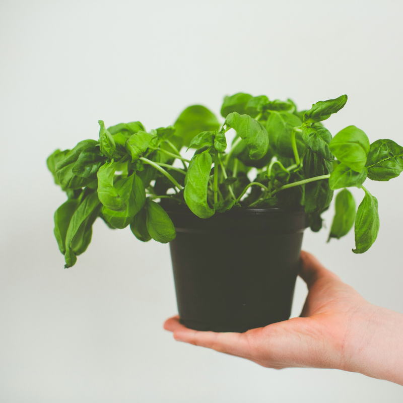 The Best Herbs for Indoor Gardens