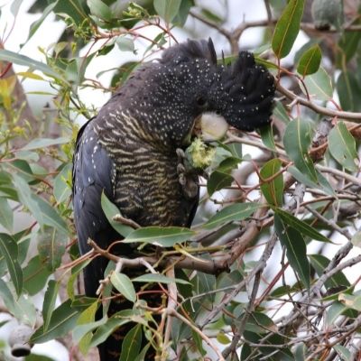 Celebrating Australian Native Plants