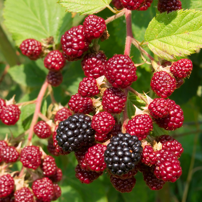 How to Grow Berry Canes