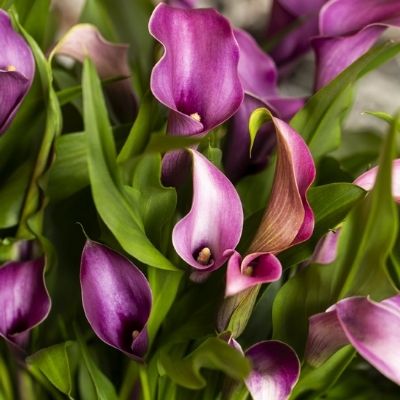 Calla Lillies