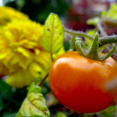 Don't Forget These Companion Flowers For Autumn!