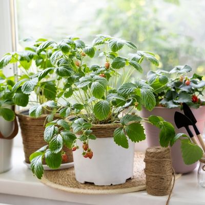 Gardening in Small Spaces