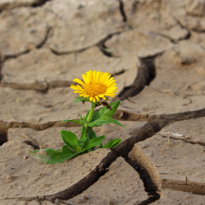 Drought Gardening