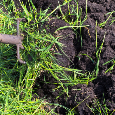 Green Manure Crops