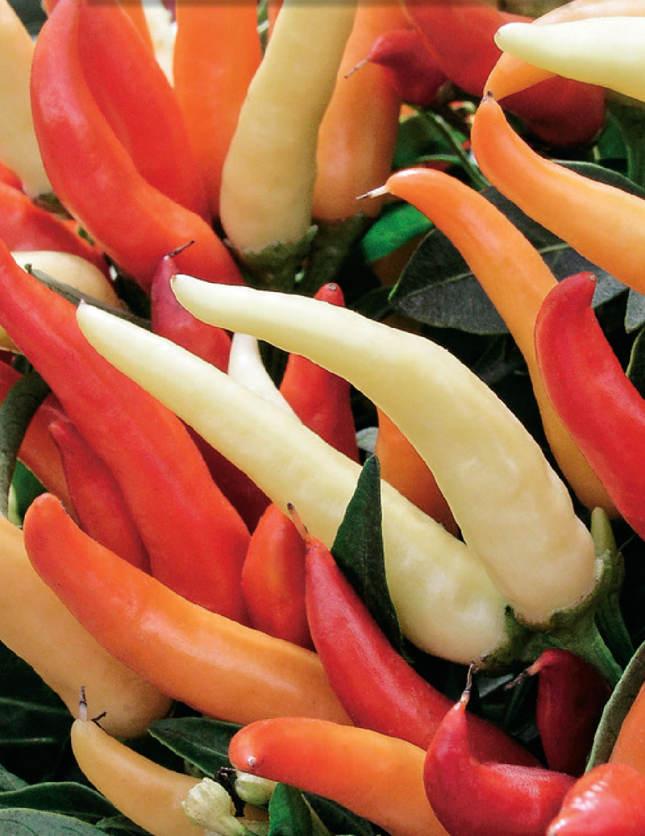 How To Grow Chillies