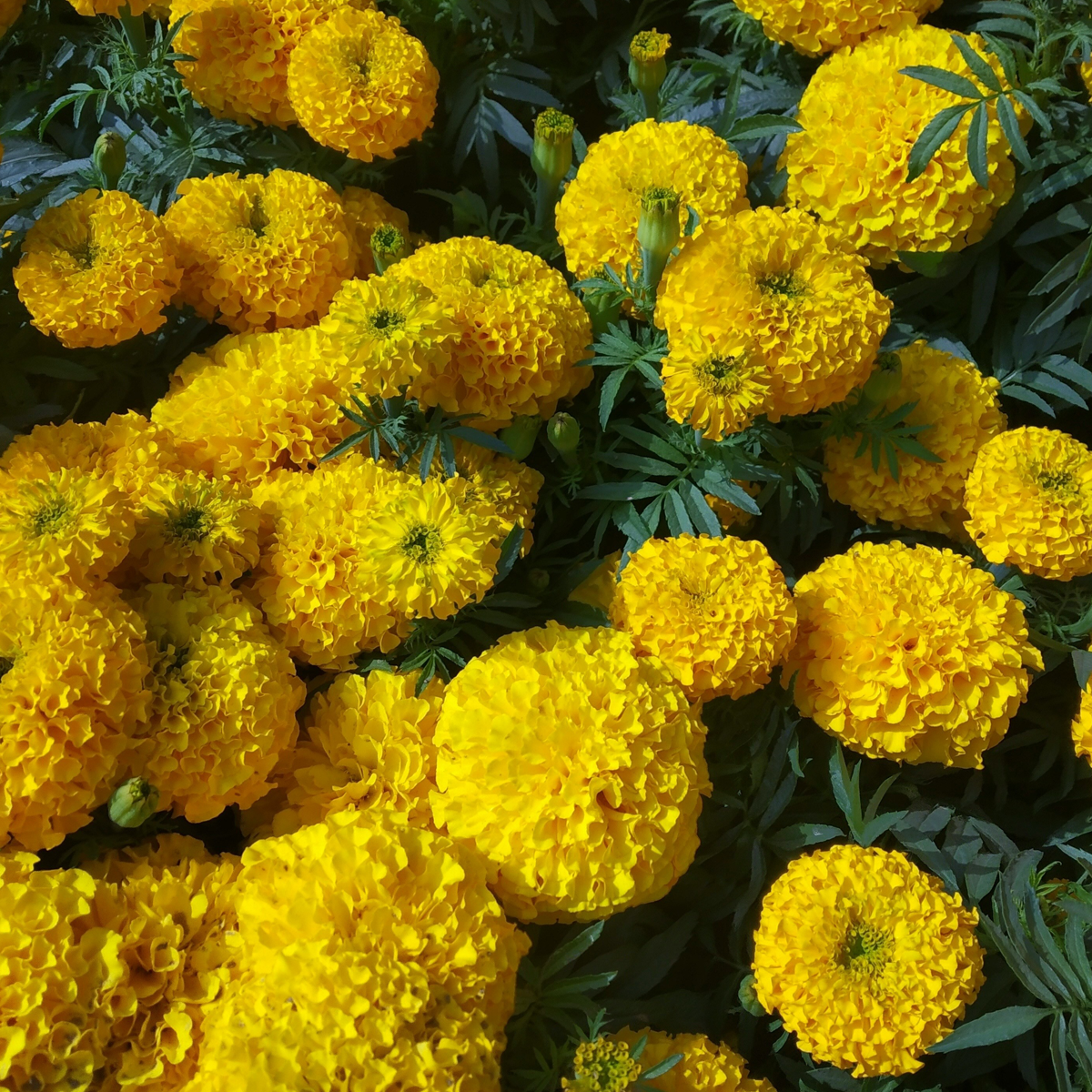 How to Grow Marigolds