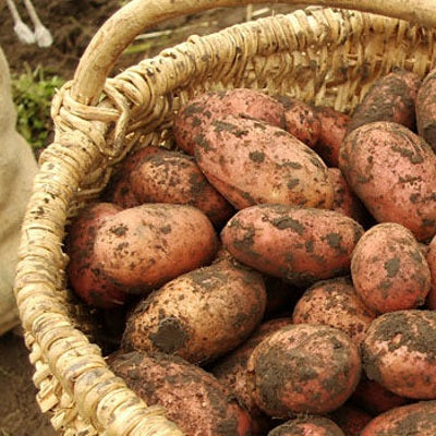 Growing Potatoes