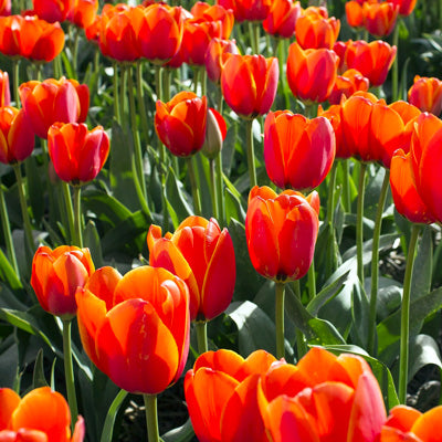 Spring Flowering Bulbs