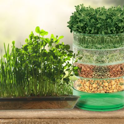 Growing Sprouts & Microgreens