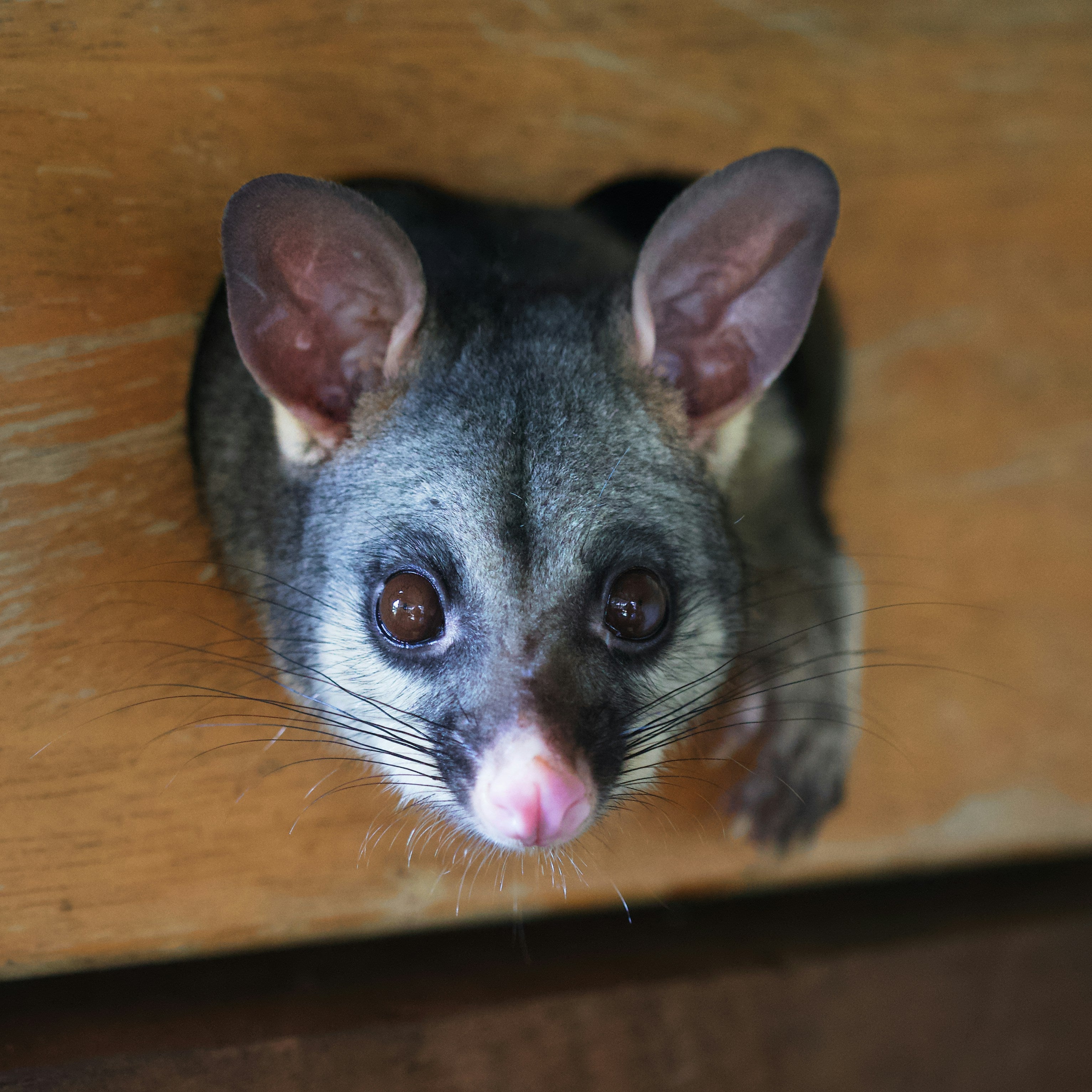 How to Deter Possums from Your Garden