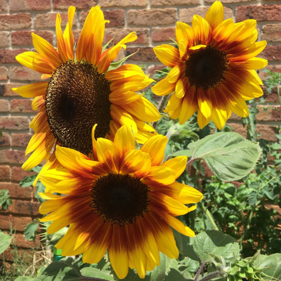 Create your own Sunshine with Sunflowers