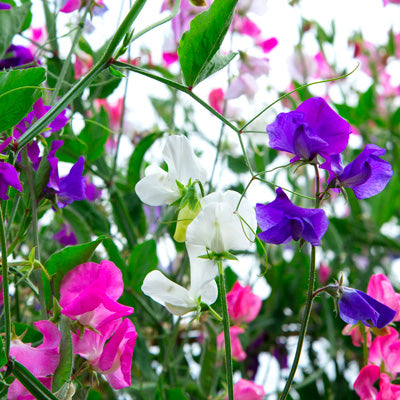 How to Grow Sweet Peas