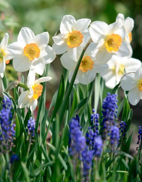 Spring Flowering Bulbs