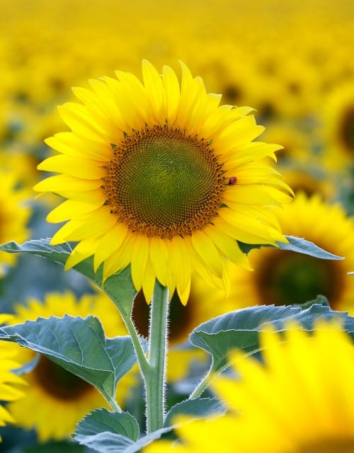 Sunflower Seeds