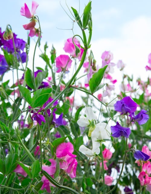 Sweet Pea Flower Seeds