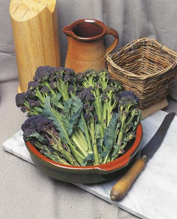 Broccoli Sprouting Red Arrow