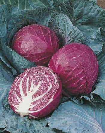 Cabbage Red Ruby Ball F1