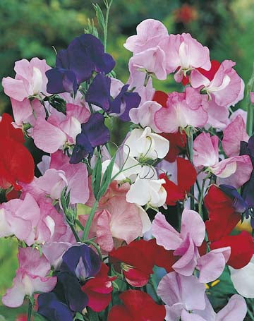 Sweet Pea Mammoth Mixed | Mr Fothergill's