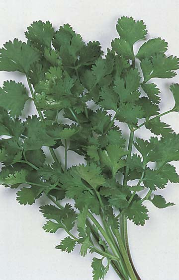 Coriander