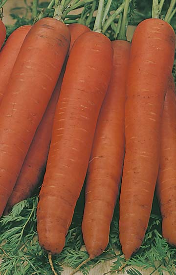 Carrot All Year Round