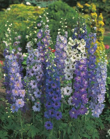 Delphinium Pacific Giants Mixed