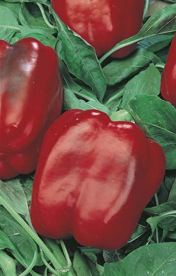 Capsicum Californian Wonder