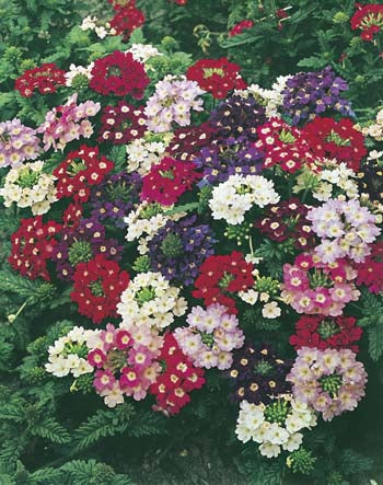 Verbena Dwarf Compact Mixed