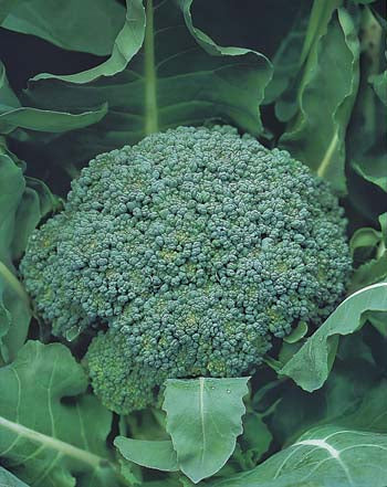 Broccoli Marathon F1