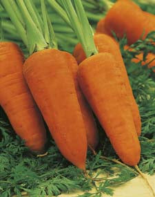 Carrot Chantenay Red Cored VALUE PACK