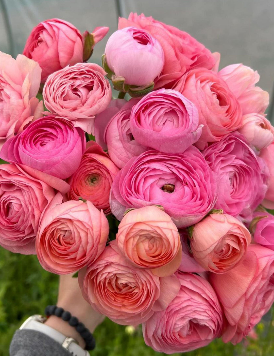 Ranunculus F1 Pink