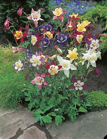 Aquilegia McKana Giant (seeds)