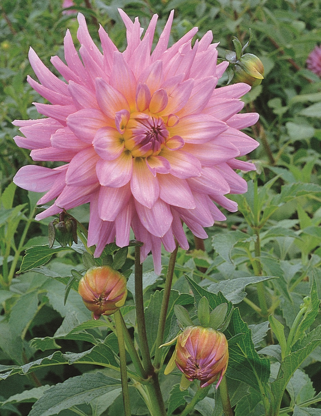 Dahlia Mariner (season:Aug-Sep)