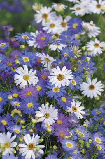 Swan River Daisy Summer Skies