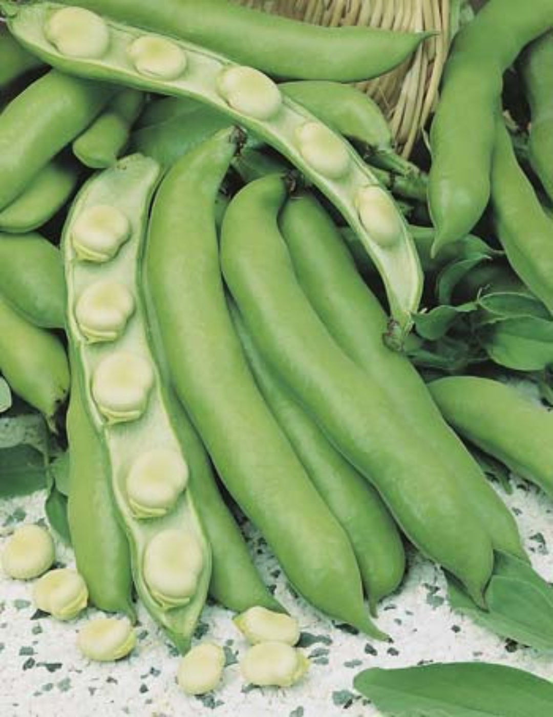 Broad Beans Coles Early Dwarf Seeds