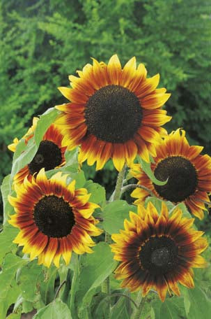 Sunflower Golden Prominence F1