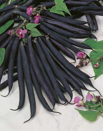 Bean, Dwarf Purple Queen