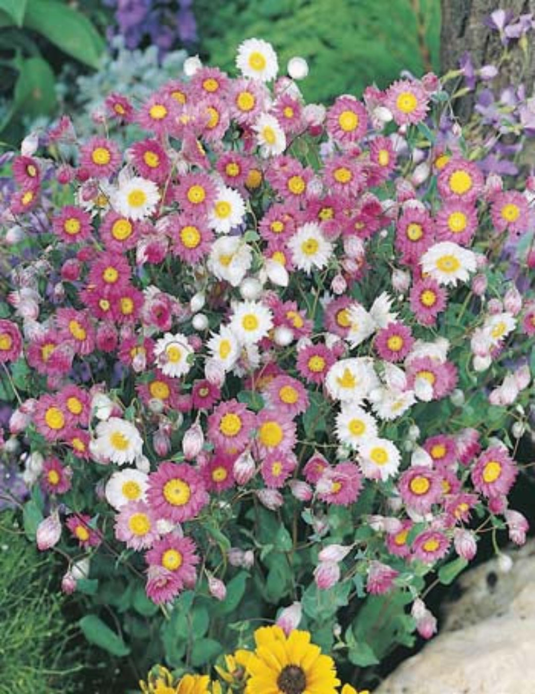 Everlasting Daisies Wildflower Seeds