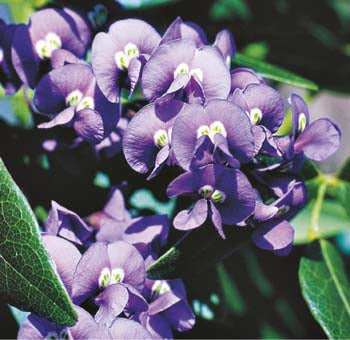 Native Wisteria WILDFLOWER