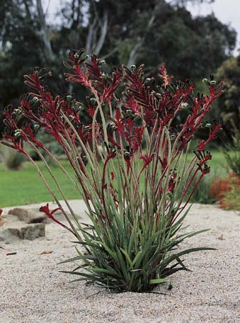 Kangaroo Paw Red And Green WILDFLOWER