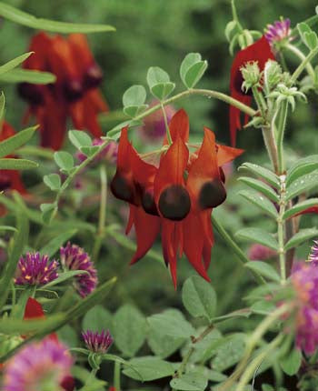 Sturt Pea WILDFLOWER