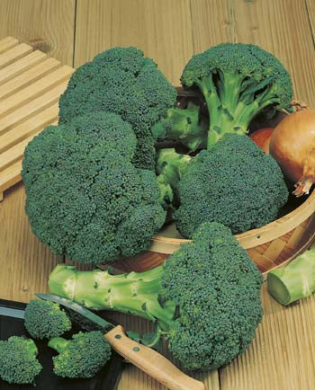 Broccoli Zen F1