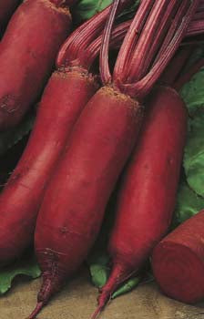 Beetroot Cylindra