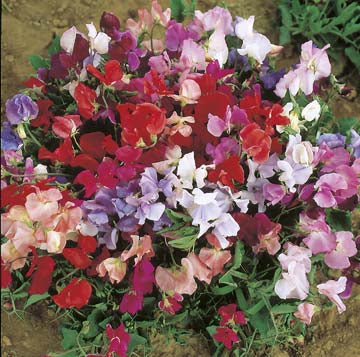 Sweet Pea Explorer Mixed Dwarf