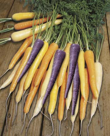 Carrot Harlequin