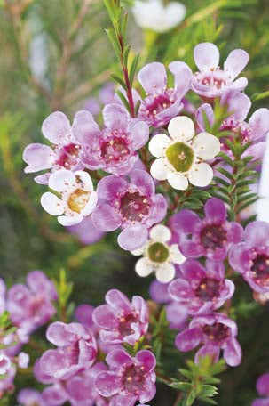 Geraldton Wax WILDFLOWER - NOT AVAILABLE TO WA/TAS