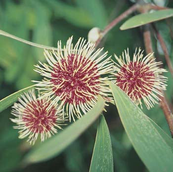 Pincushion Hakea WILDFLOWER